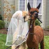Alpacas of Oregon