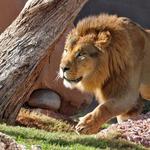 Phoenix Zoo