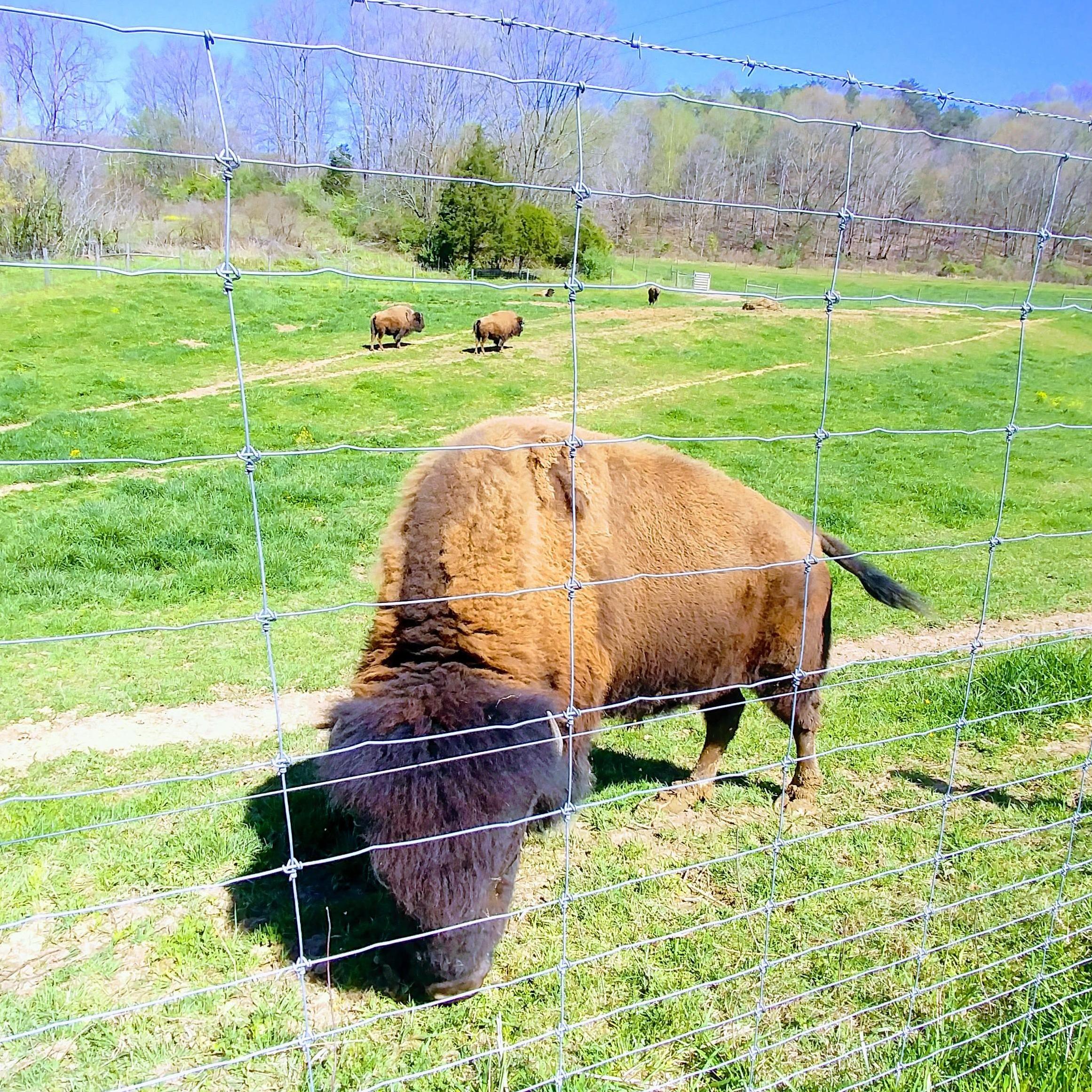 This is the father of the first buffalo born in Buffalo Valley (Unicoi), TN. This field is at the top of our wedding venue.
