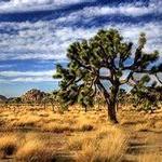 Joshua Tree Visitor Center