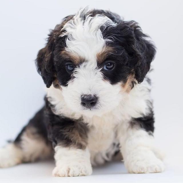 Help us get a puppy!