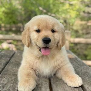 Dog Fund