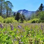 Hiking Trails in Lake Tahoe