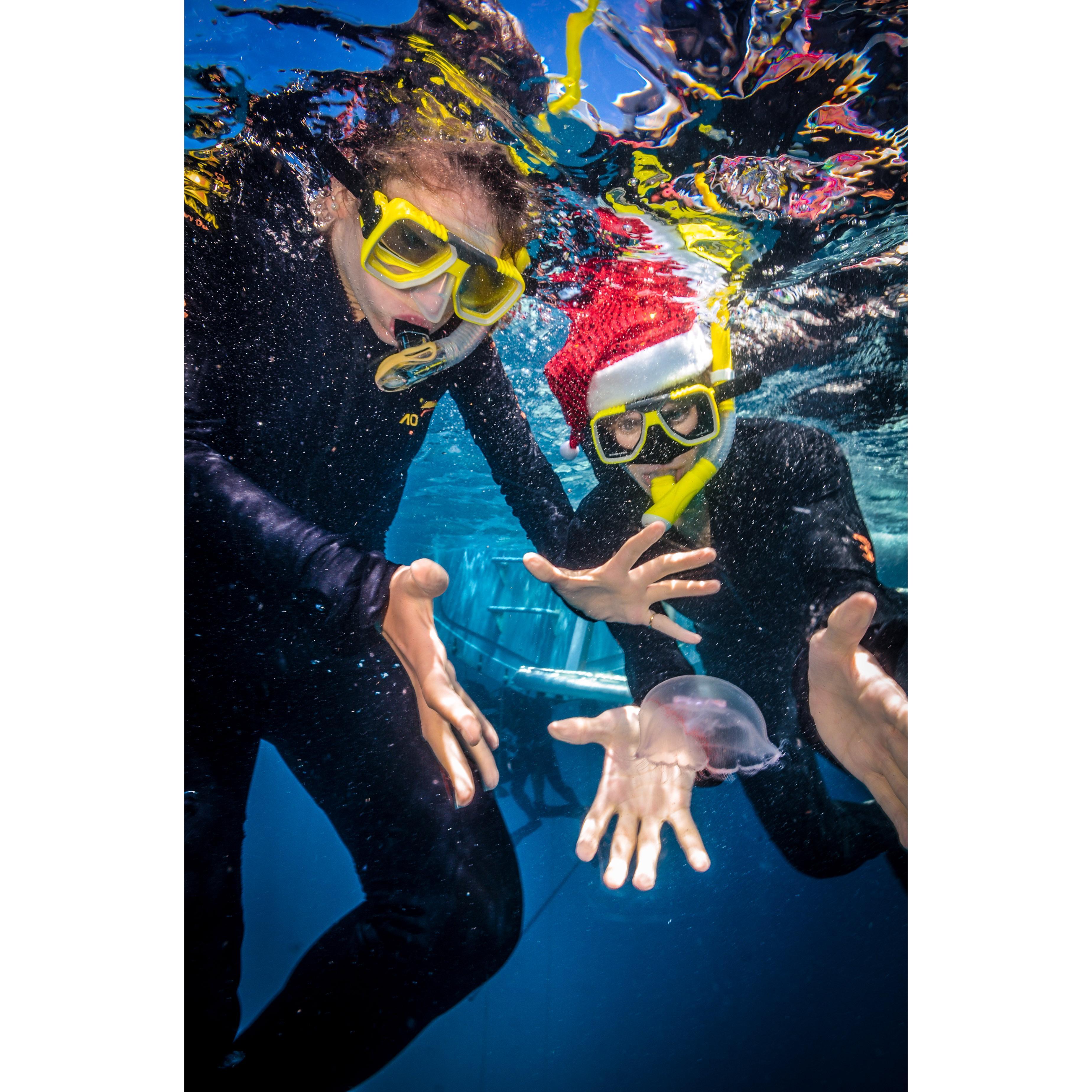 Jellyfish at the Great Barrier Reef