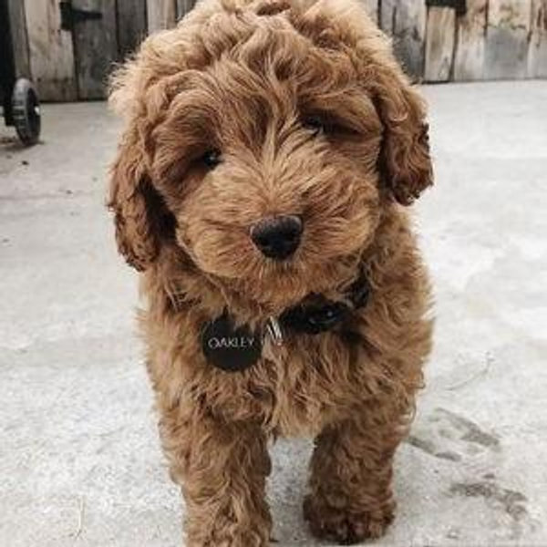 Our New Puppy
