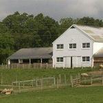 Plantation Road Livestock Facilities