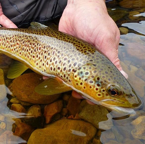 Guided Trout Fishing in Eureka Springs, Arkansas