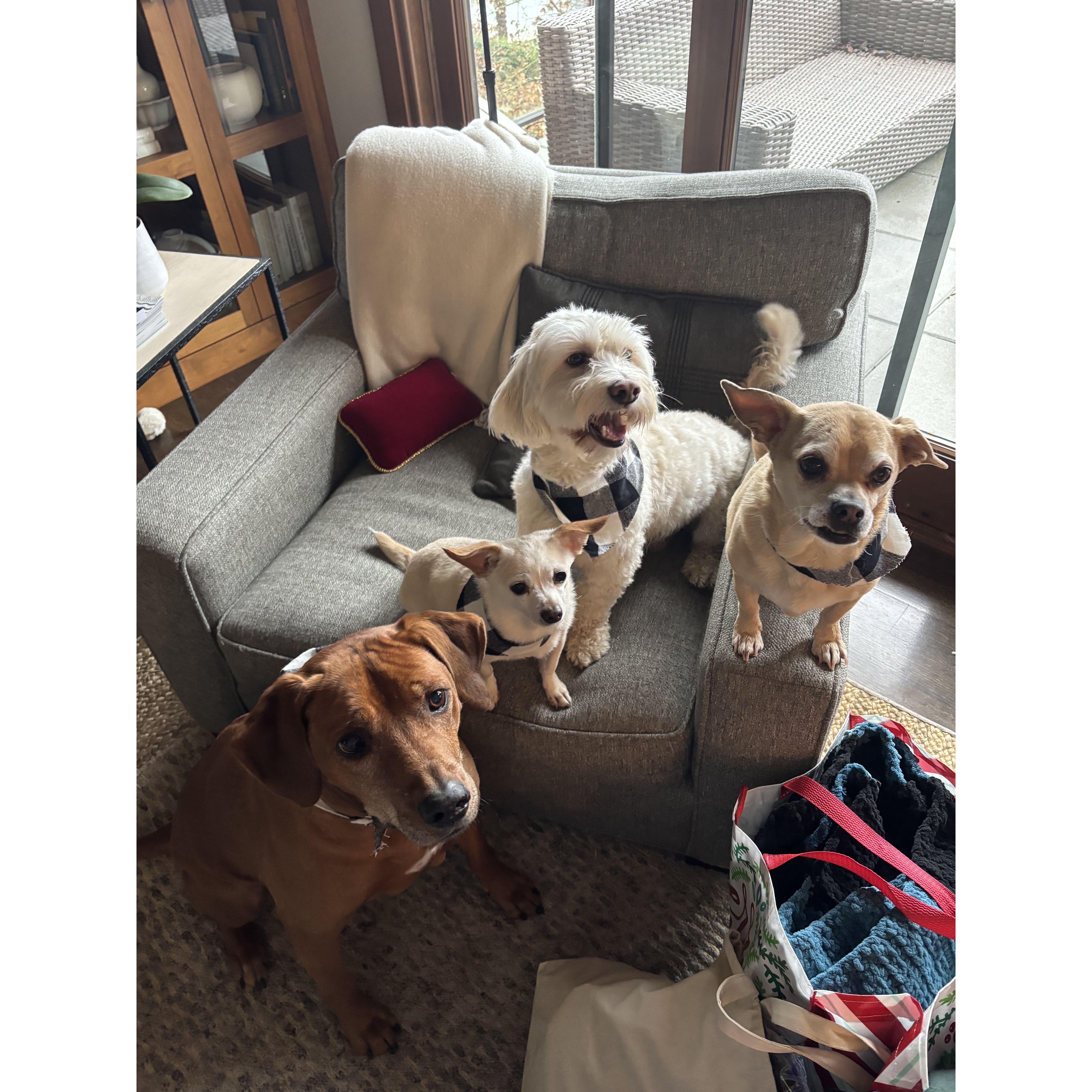The family dogs!