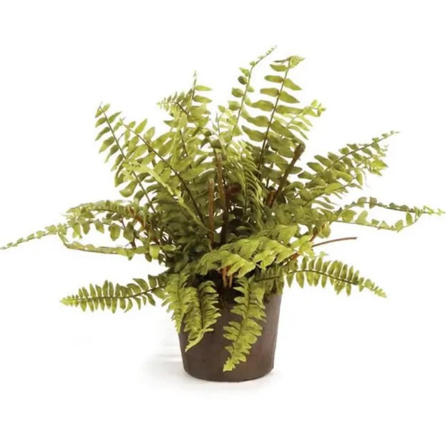 Boston Fern Drop-In