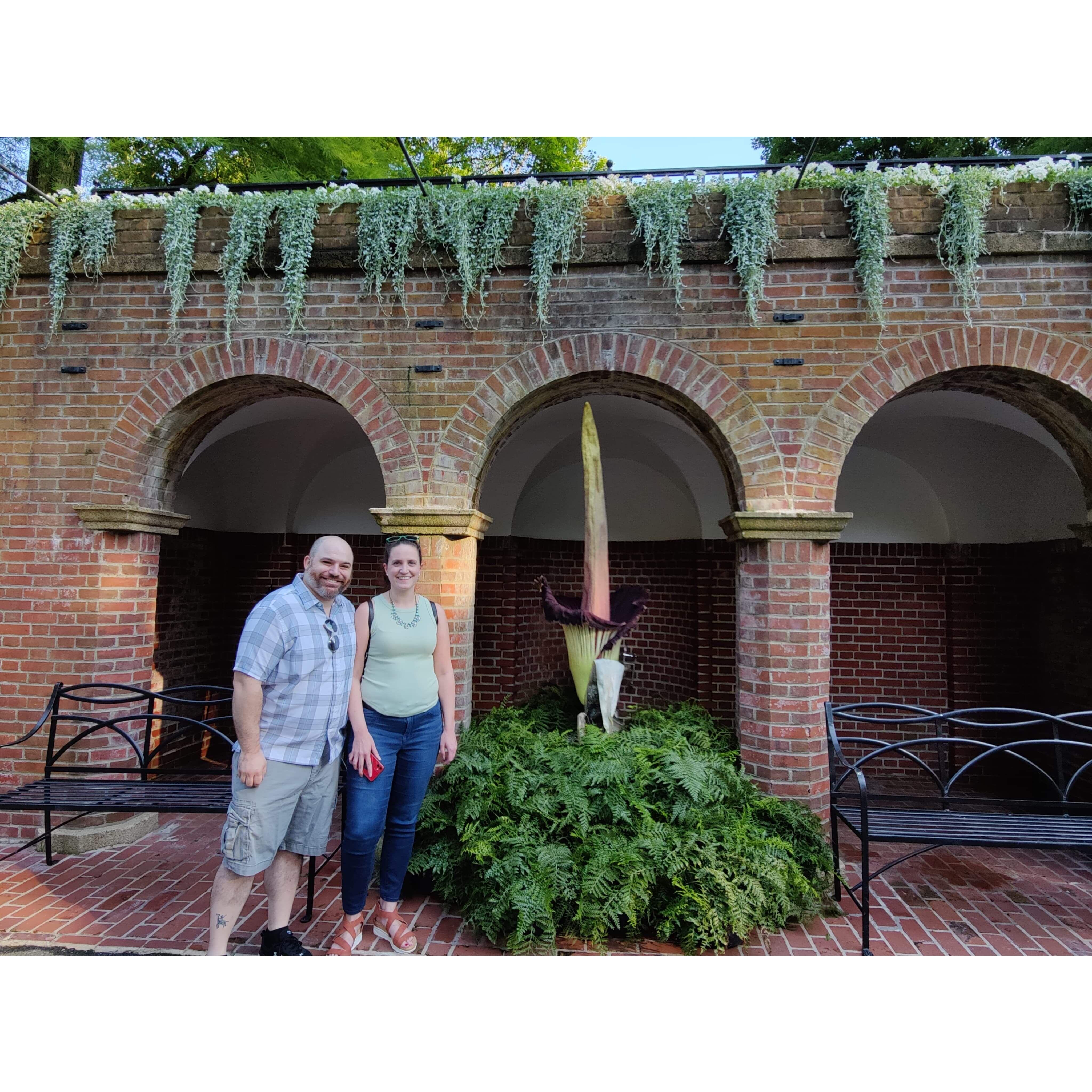 Corpse flower at Longwood Gardens!