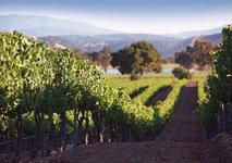 Firestone Vineyard