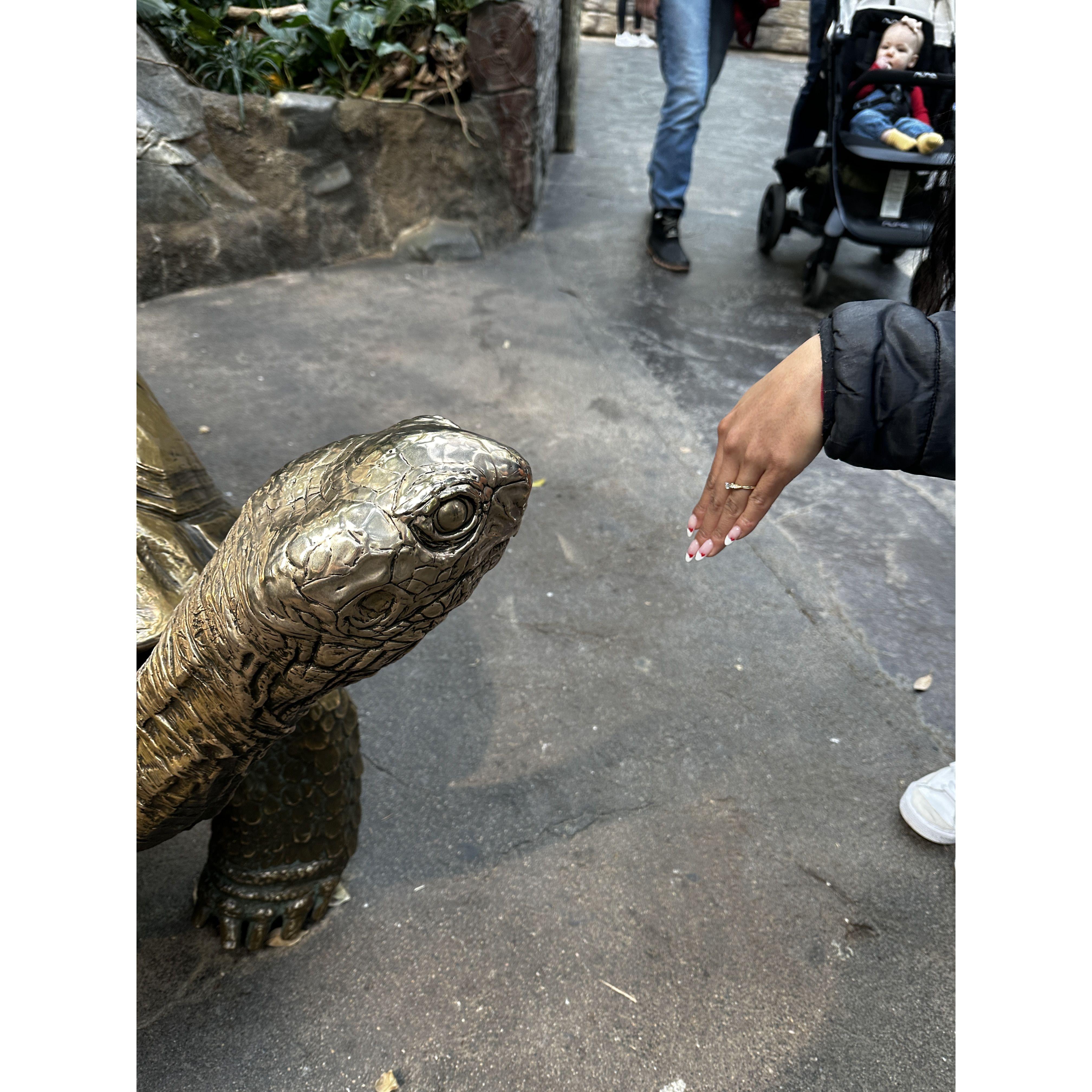 After getting engaged, I continued to show all the animals in the zoo my ring! I also started planning my; I means our wedding!