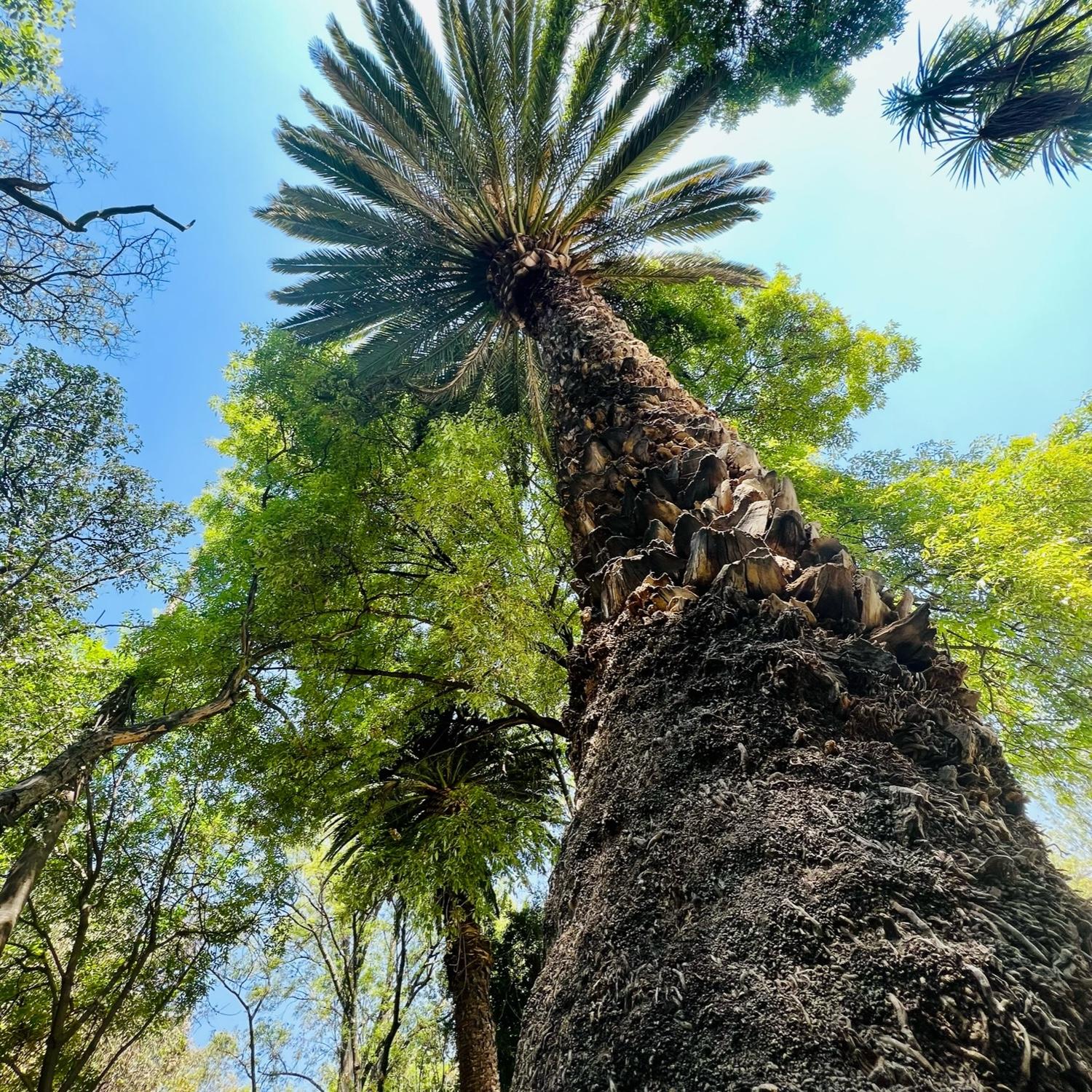 Parque México (México City)