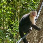 Monkey House