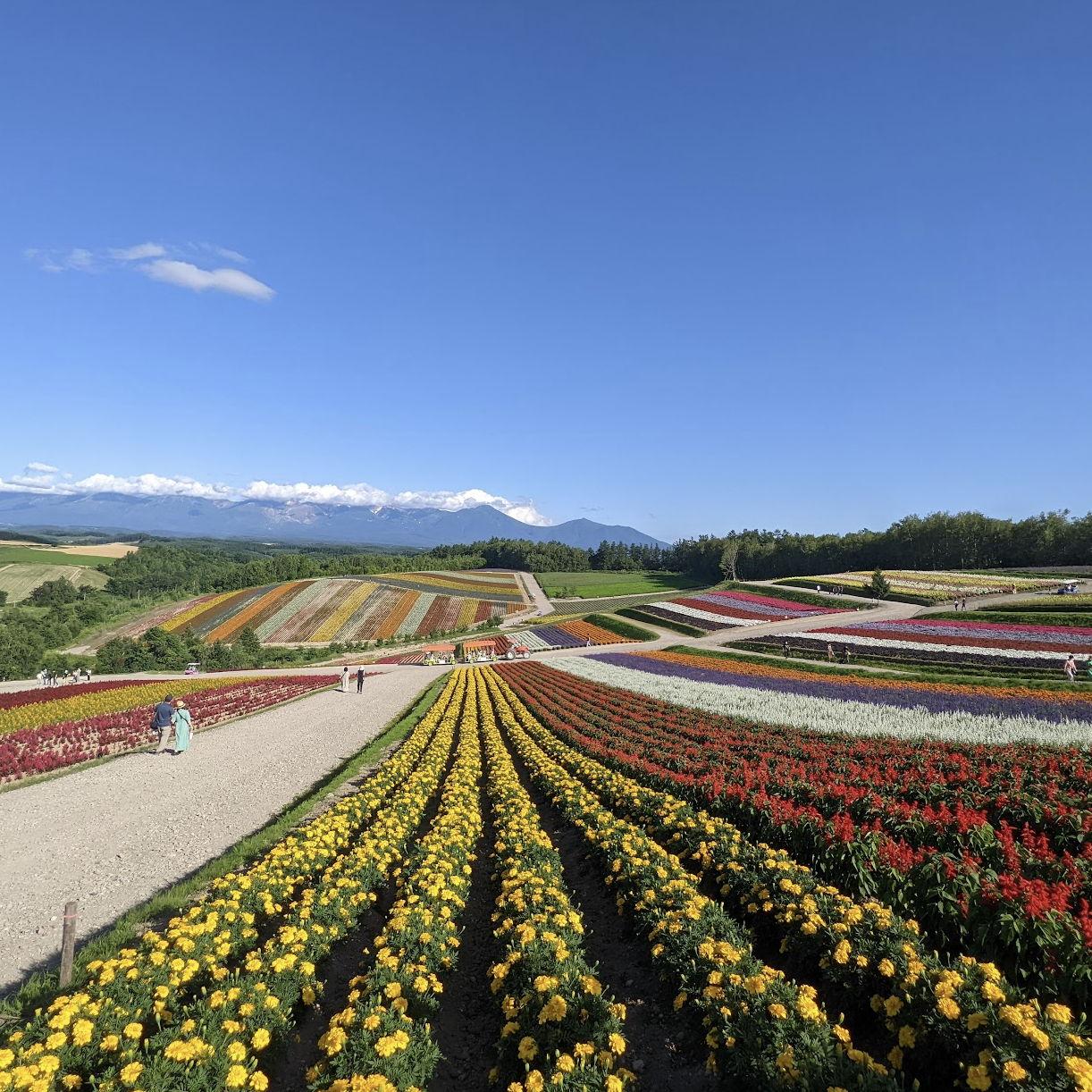 Carpets of flowers!!!