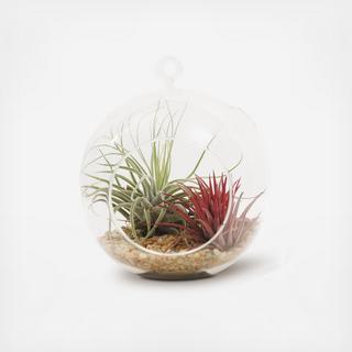 Air Plant Terrarium