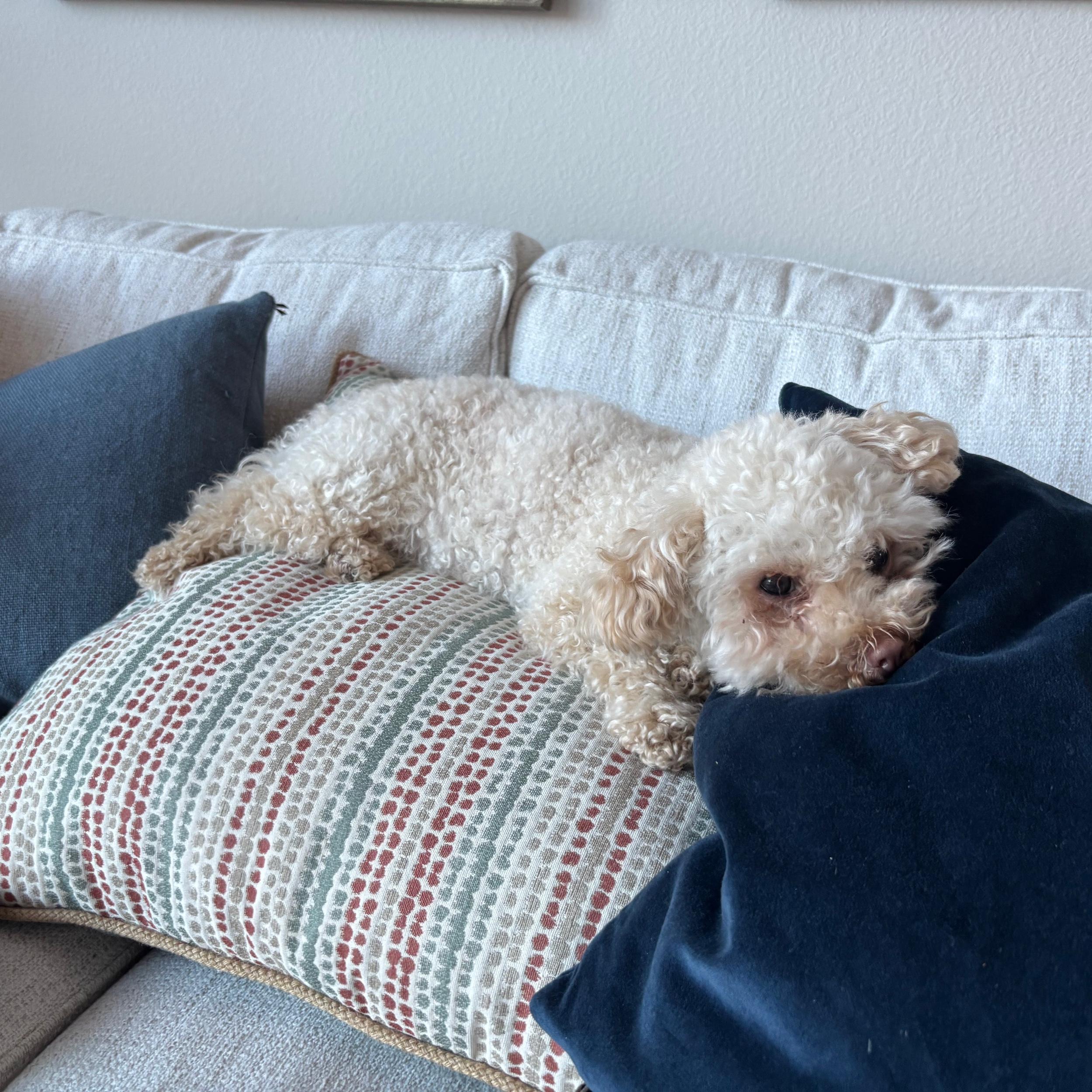 Izzie's Pampered, Princess Lifestyle Fund