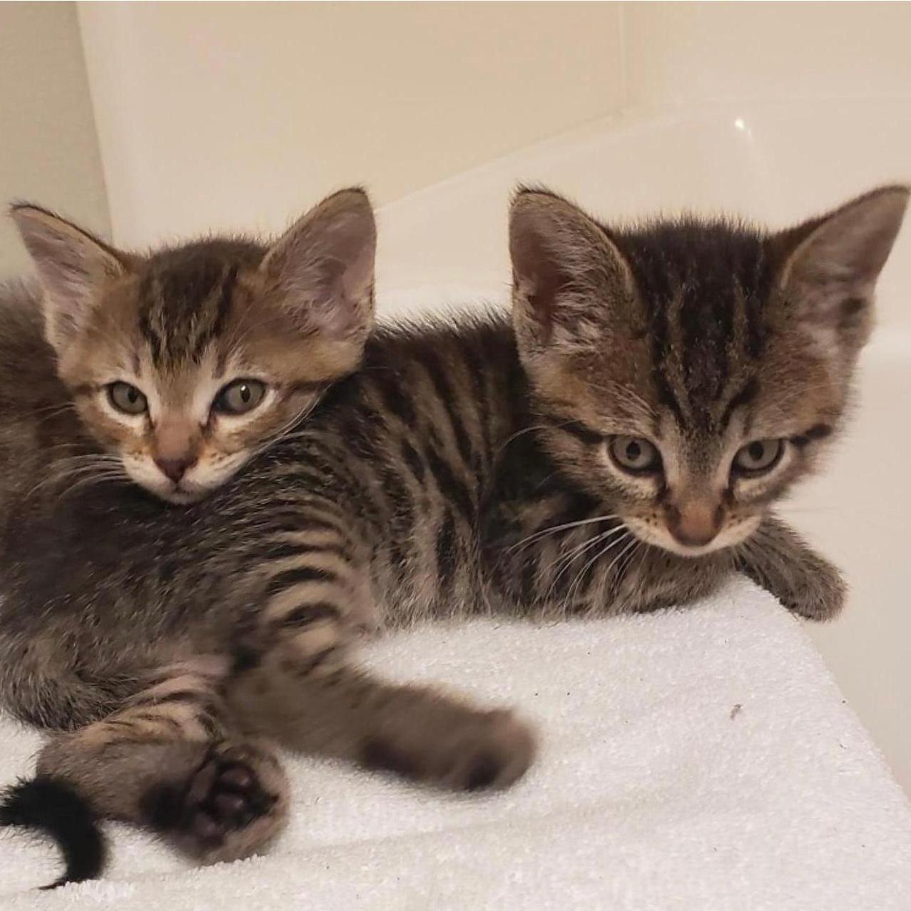 Anna and Elsa when they were babies
