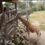 Jacksonville Zoo and Gardens
