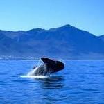 Whale Watching and Hermanus Wine Route