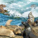 La Jolla Cove