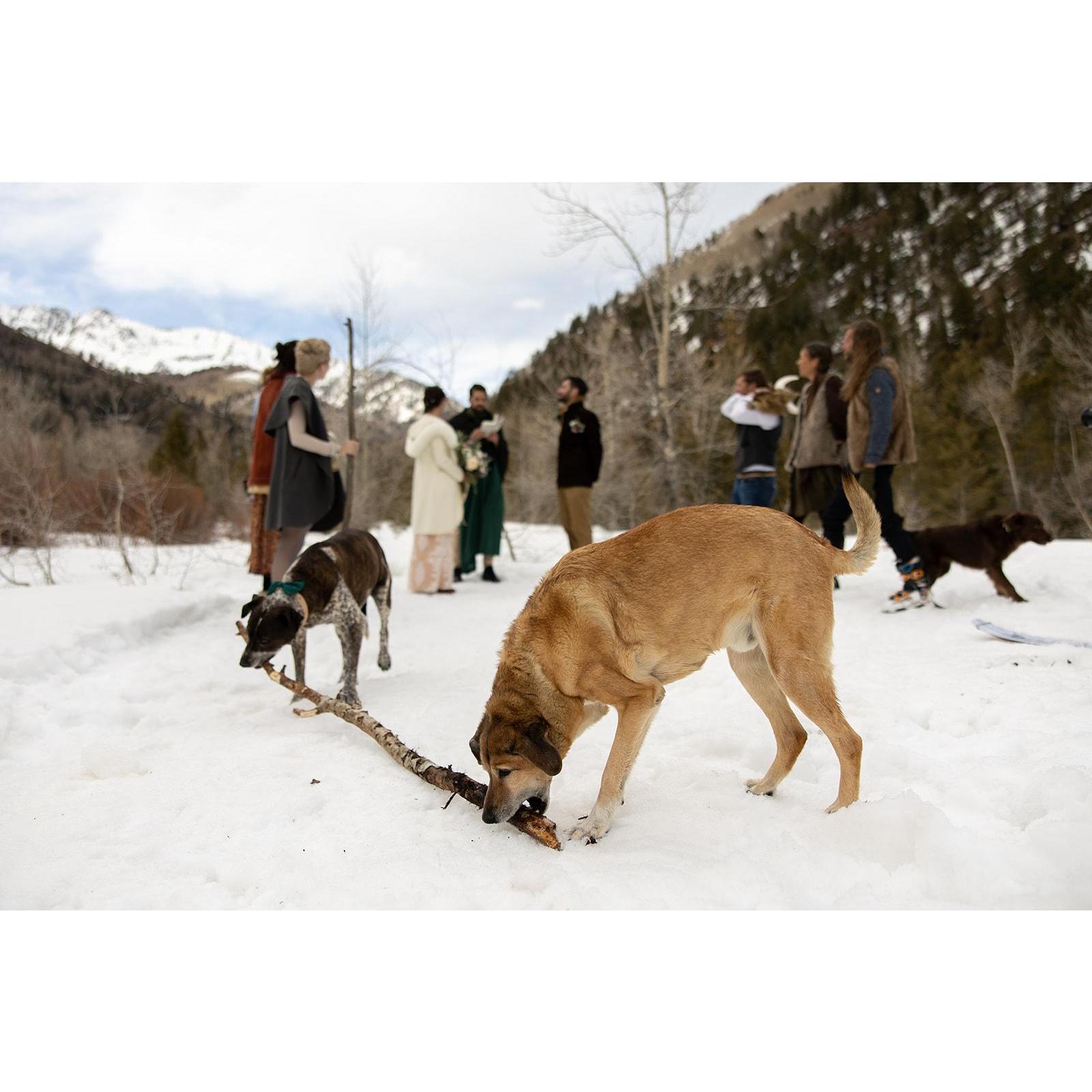What's a wedding without a good old fashioned game of tug o war?