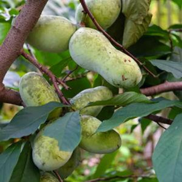 Pawpaw Tree For Sale Online - Mehrabyan Nursery