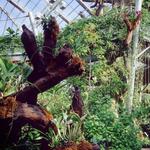 Cleveland Botanical Garden
