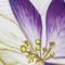 Pansy