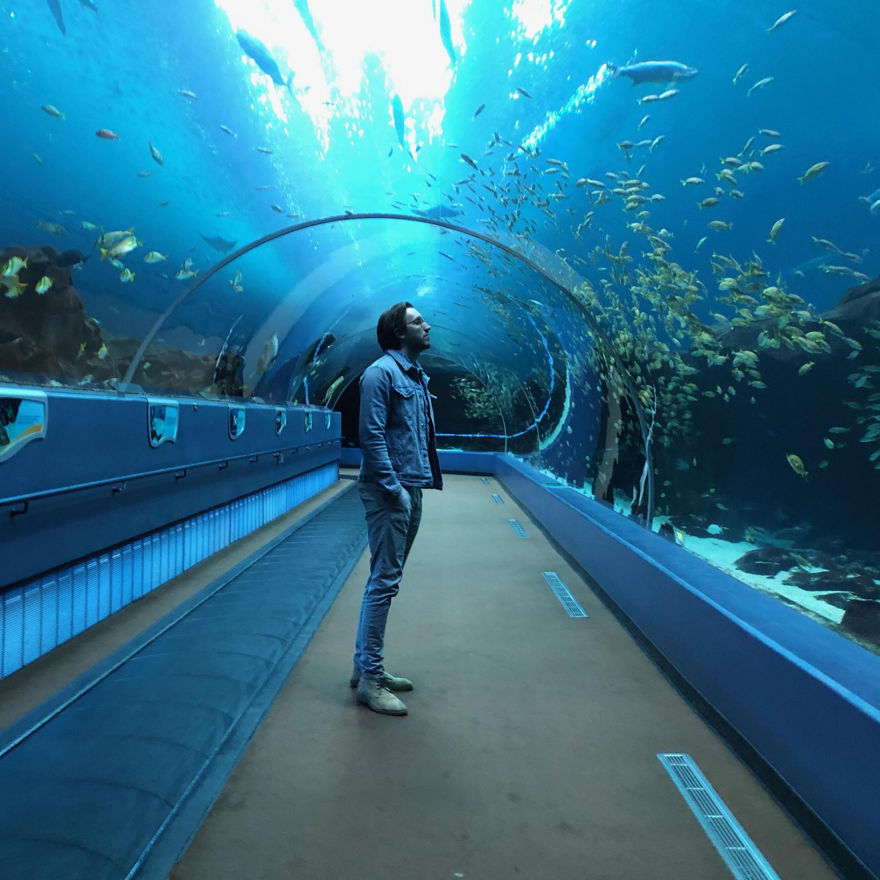 Atlanta Aquarium
GA
Winter 2018
