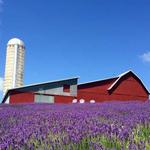 Lavender Hill Farm