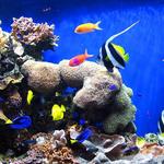 Monterey Bay Aquarium