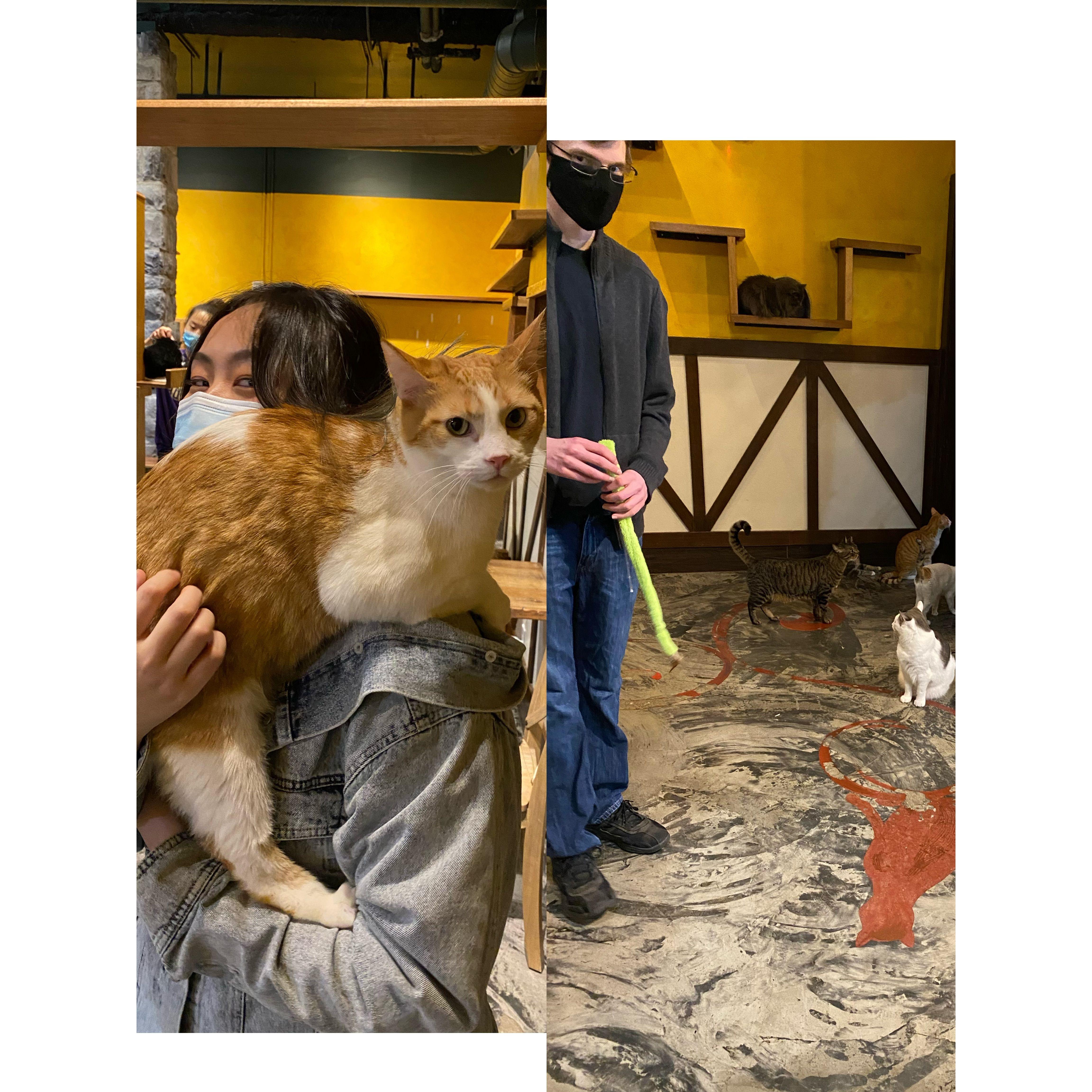 Our second date in a cat cafe!