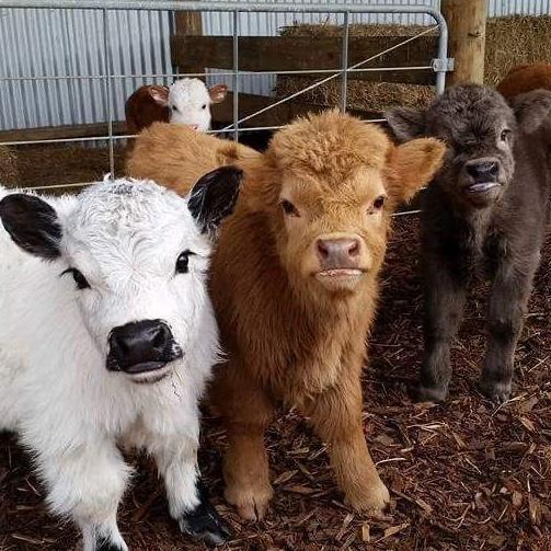 Mini Highland Cow