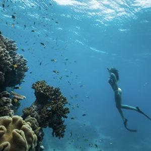 Snorkeling in the Great Barrier Reef