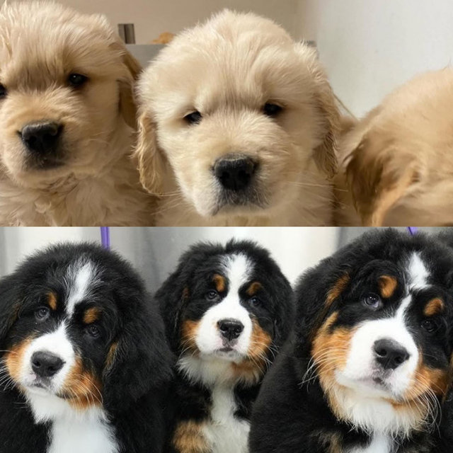 Puppy Fund