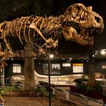 Museum of the Rockies