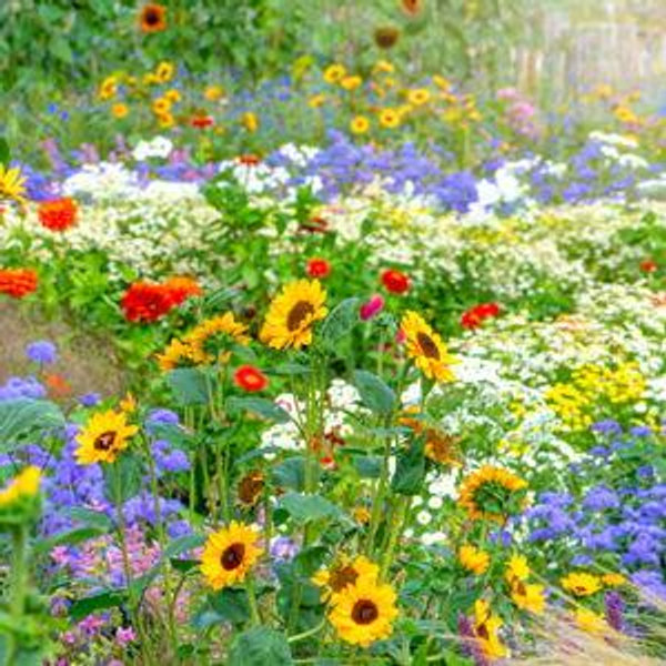 Our Future Garden
