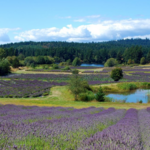 Pelindaba Lavender Farm