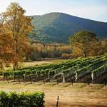 Georgia Wine Country