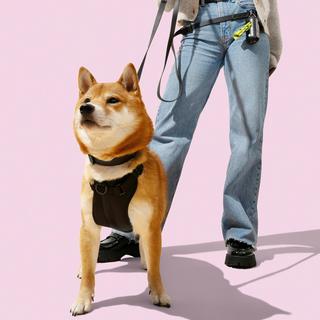 Luna Medium 6-in-1 Waterproof Hands-Free Leash & Collar