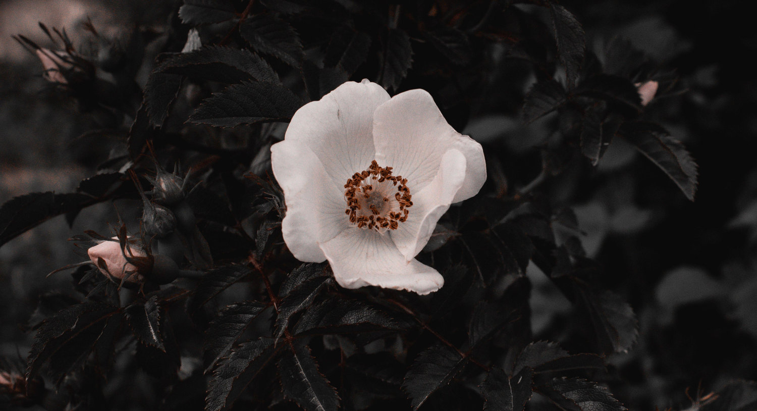 The Wedding Website of Deanna Anderson and Adrian Contreras