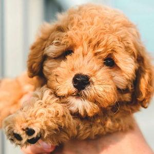 Puppy Fund