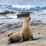 La Jolla Cove