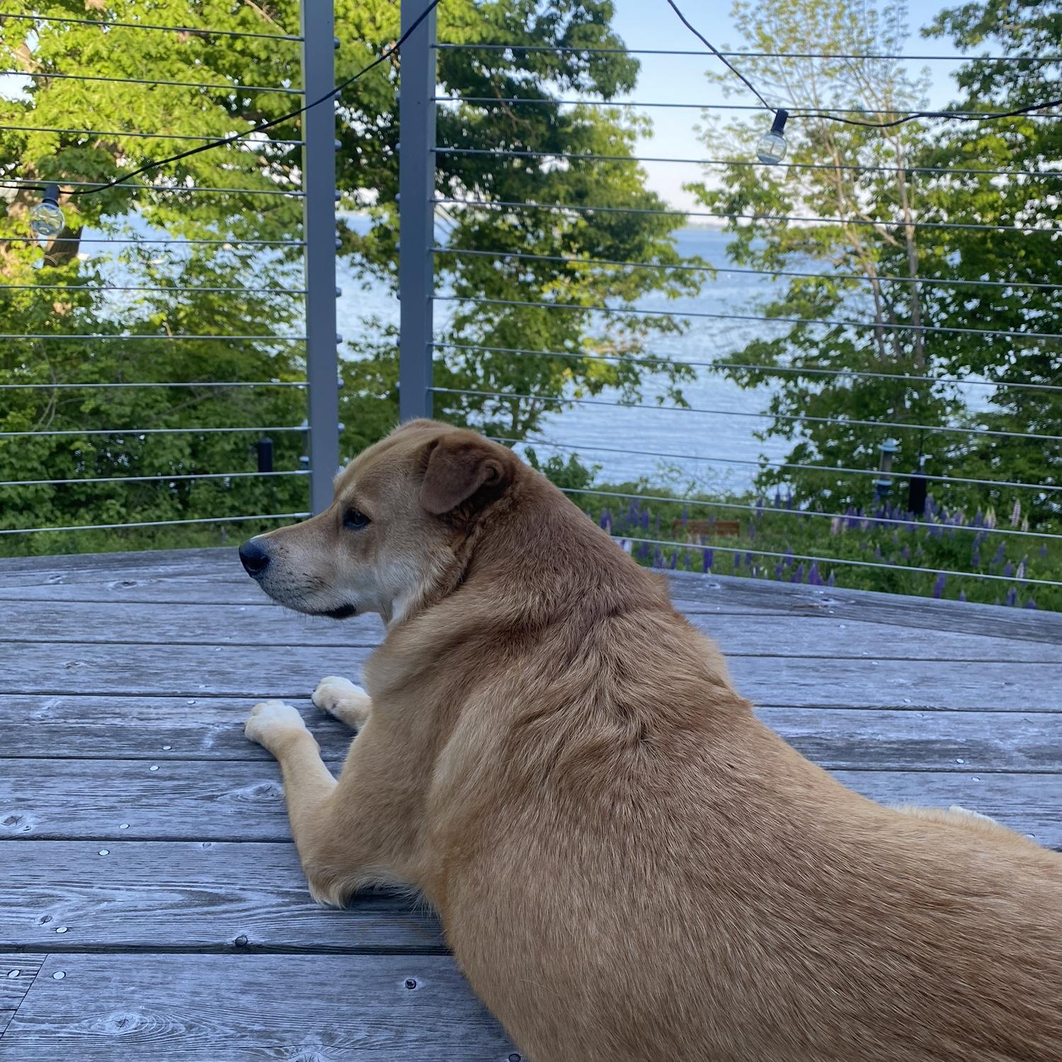 Valli supervising the beach/porch