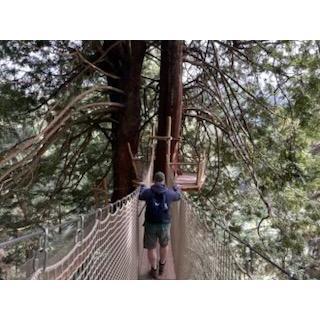 Skywalk Redwood National Forest, CA.