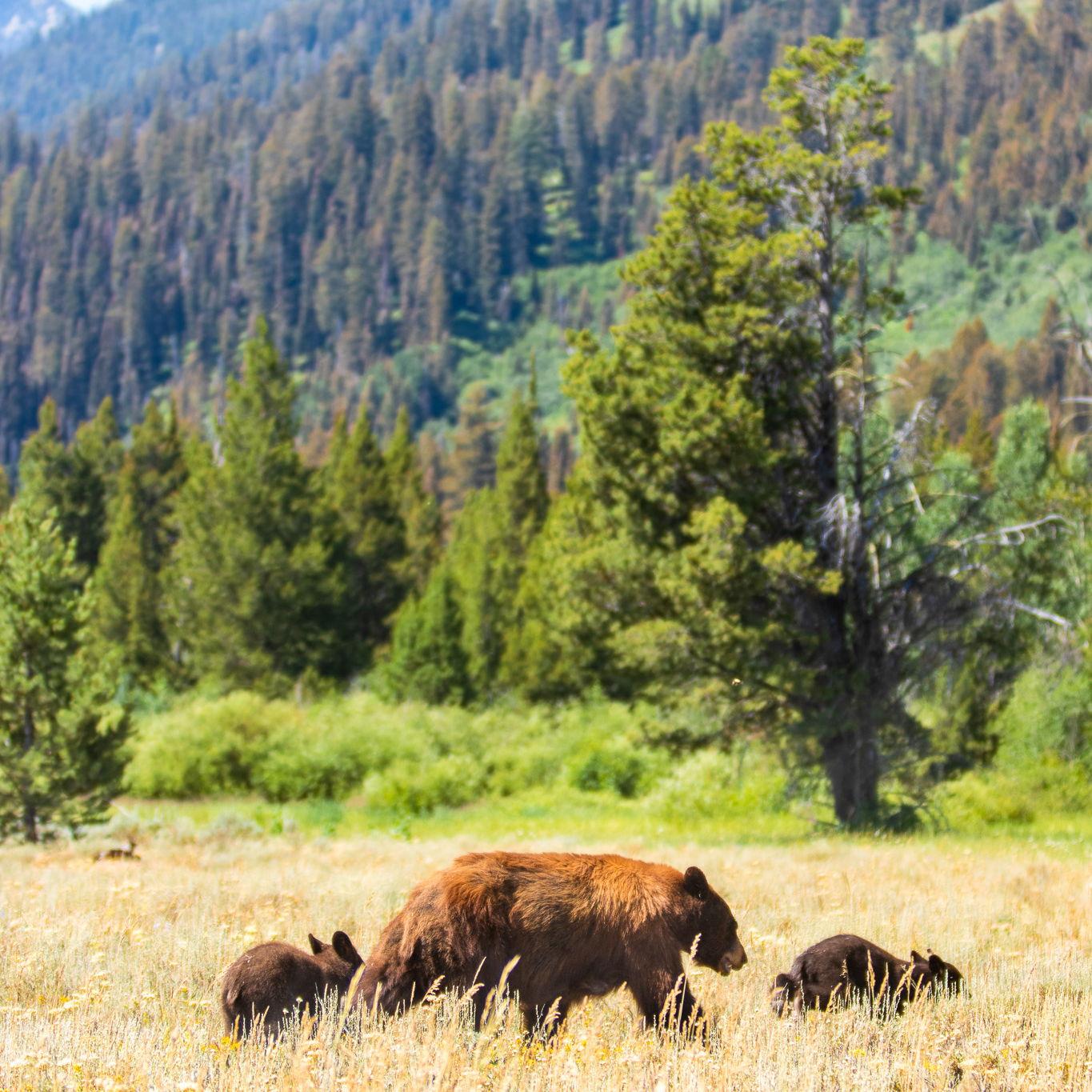 Grand Teton National Park