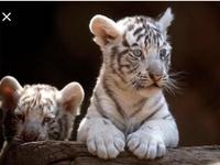 Siegfried & Roy’s Secret Garden and Dolphin Habitat