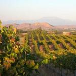 Mount Palomar Winery