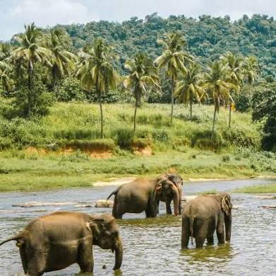 Koh Samui Elephant Sanctuary
